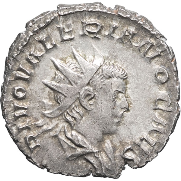 lot 259